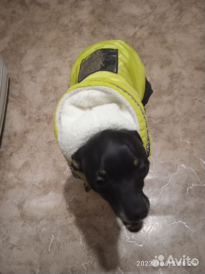 Русский той-терьер вязка