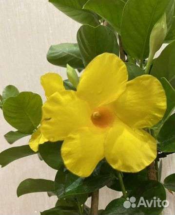 Дипладения