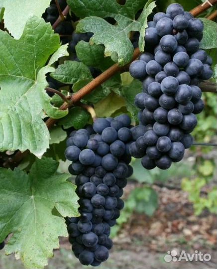 Виноград
