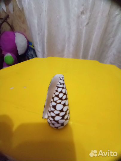 Ракушка с моря