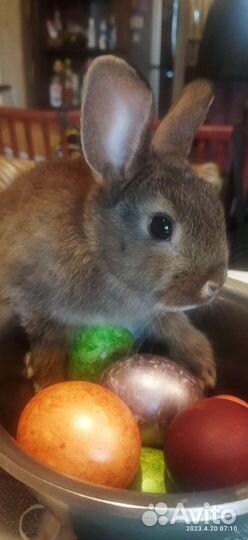 Декоративные кролики
