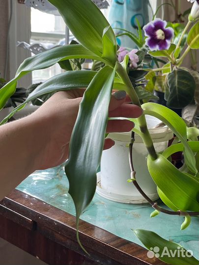 Каллизия душистая