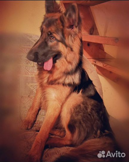 Овчарка 6 месяцев