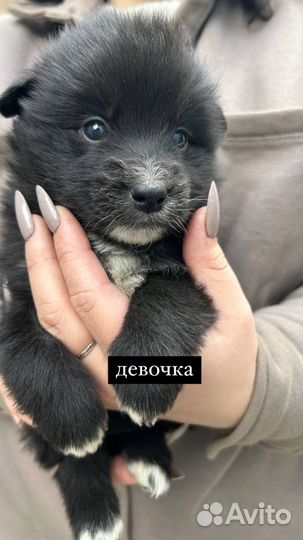 Отдам щенка в добрые руки