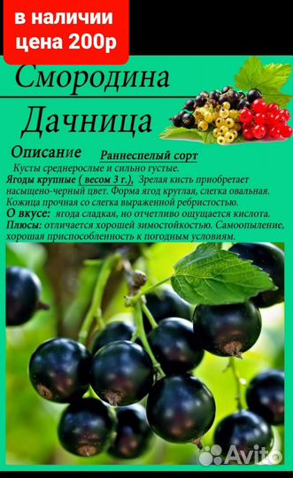 Черная смородина саженец