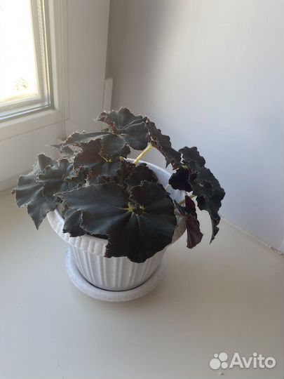 Бегония сорт Черная мамба