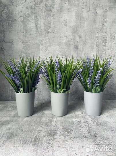 Лаванда в кашпо Икея