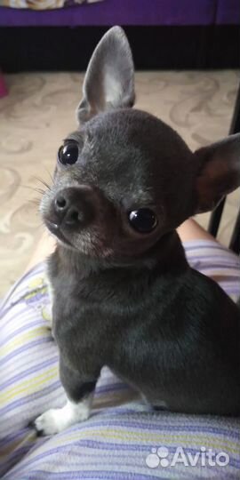 Принц приглашает своих принцесс на свидание