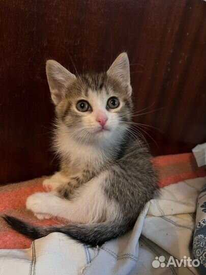 Малышки ищут добрые ручки