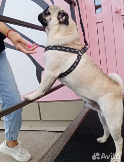 Мопс вязка мальчик