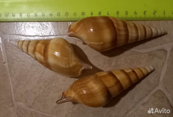 Ракушка тибия курта