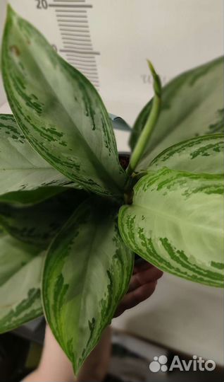 Аглаонема Silver Bay