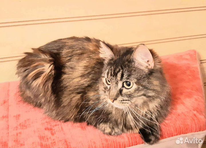 Кошечка Камилла ждёт вас