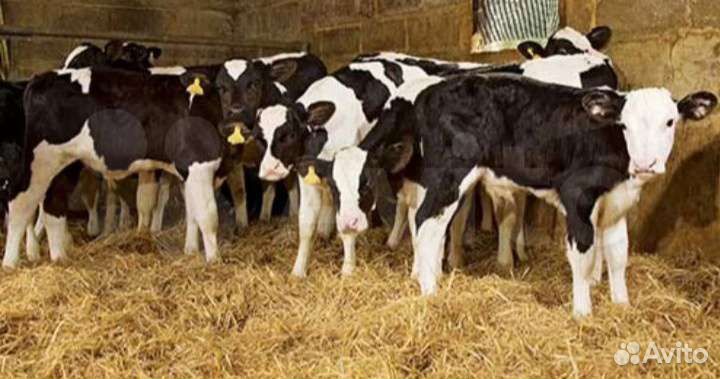 Бычки и телята
