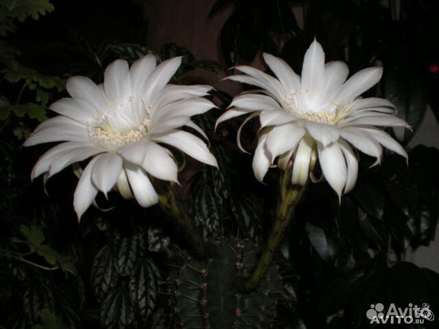 Комнатные растения Кактус цветущий