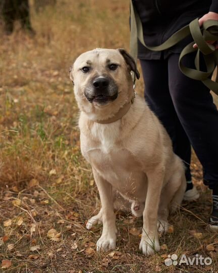 Очень дружелюбный пёс грусит в приюте