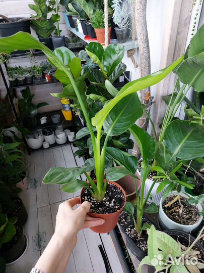 Стрелиция Николая