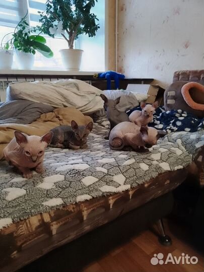 Канадский сфинкс котенок