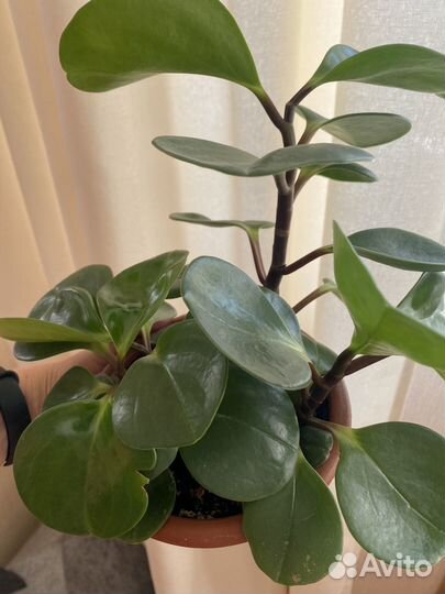 Пеперомия туполистная