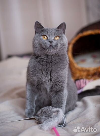 Британка ищет дом