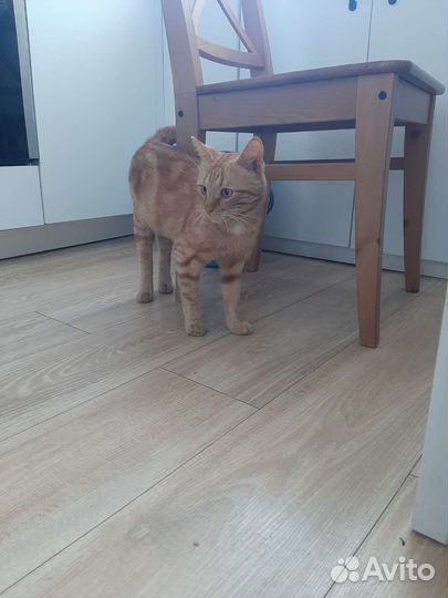 Отдам кота в добрые руки