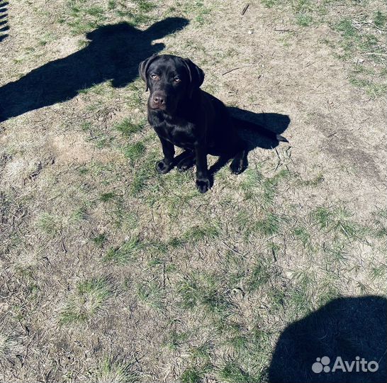 Передержка собак в домашних условиях