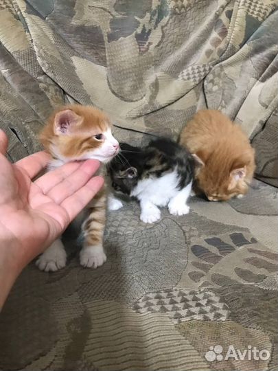 Предлагаю к бронированию котят Курильского бобтейл