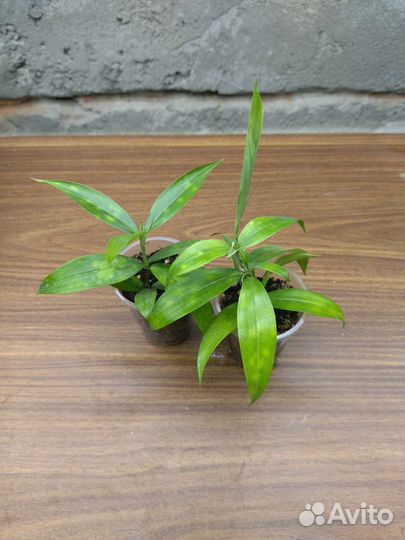 Драцена Суркулоза