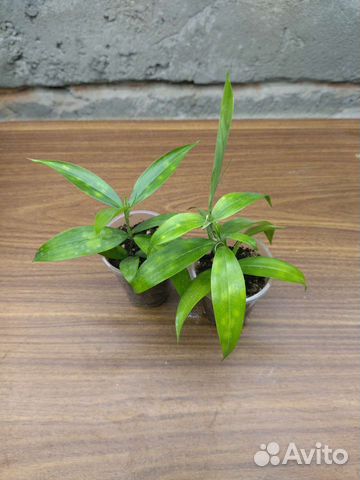 Драцена Суркулоза