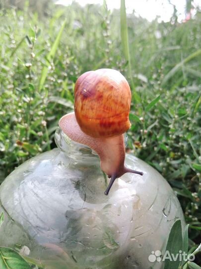 Улитки Архахатина Маргината Овум ух