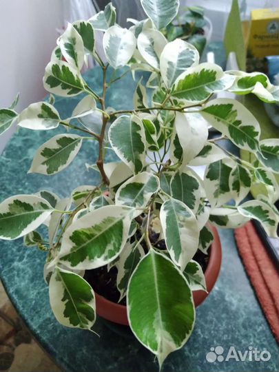 Фикус De Gantel