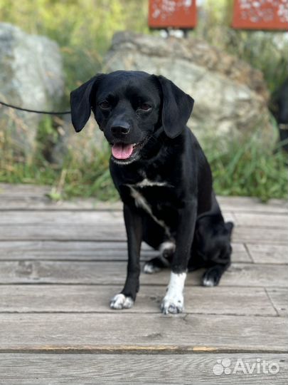 Собака в добрые руки