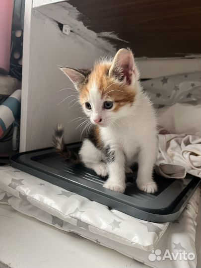 Кошка в дар бесплатно