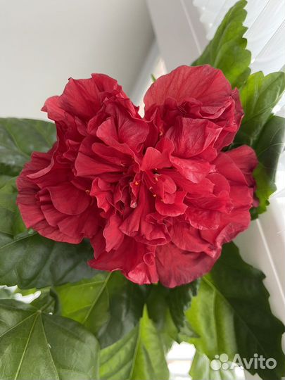 Гибискус Суданская роза