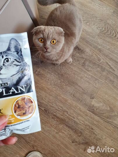 Передержка кошек и собак домашняя. Зоогостиница