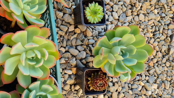 Суккуленты