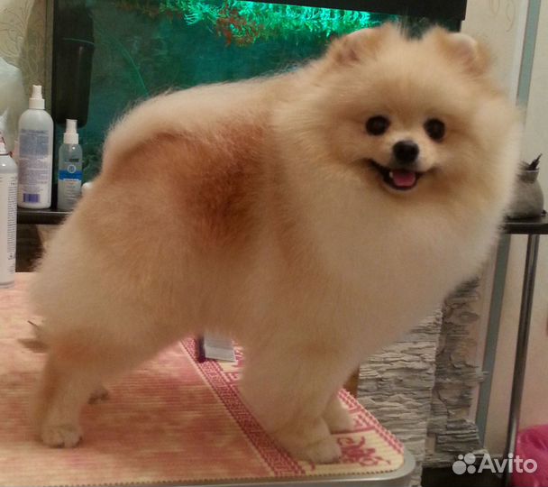 Стрижка собак