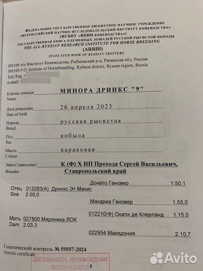 Лошади рысаки: призовых пород