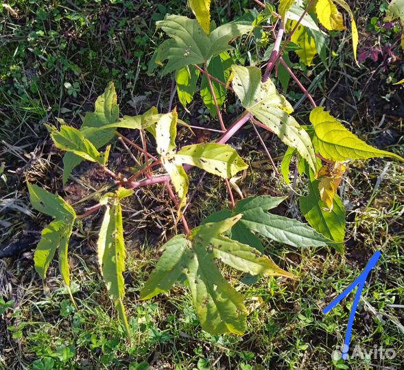 Семена гибискуса