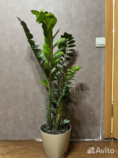 Замиокулькас (Долларовое дерево, денежное дерево)