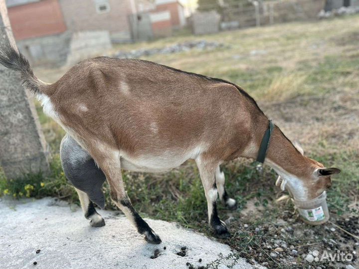 Козы дойные