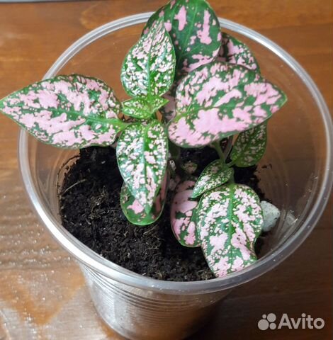 Гипоэстес цветы комнатные