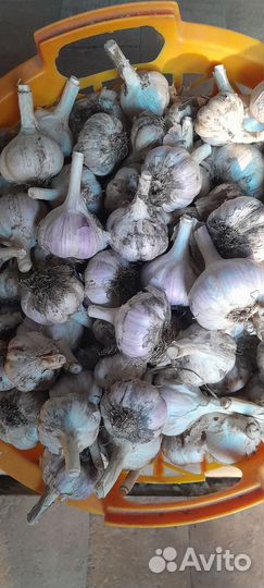 Чеснок