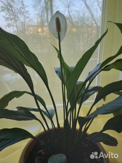 Цветок женское счастье