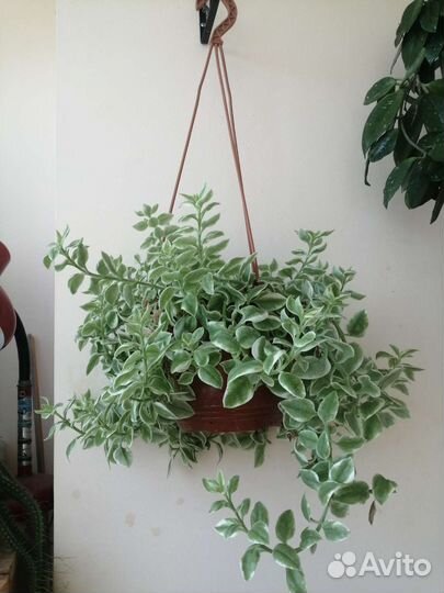 Комнатные цветы