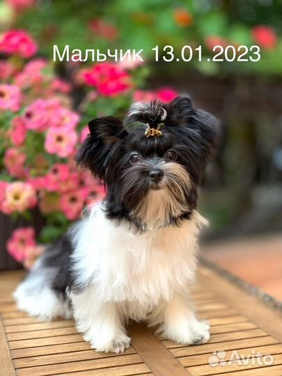 Йоркширский терьер, бивер йорк