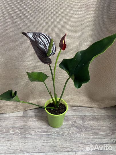 Антуриум черный
