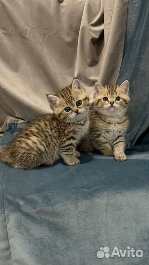 Рождественские Шотландские котята