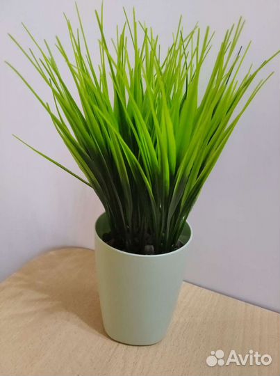 Декоративная зелень в кашпо