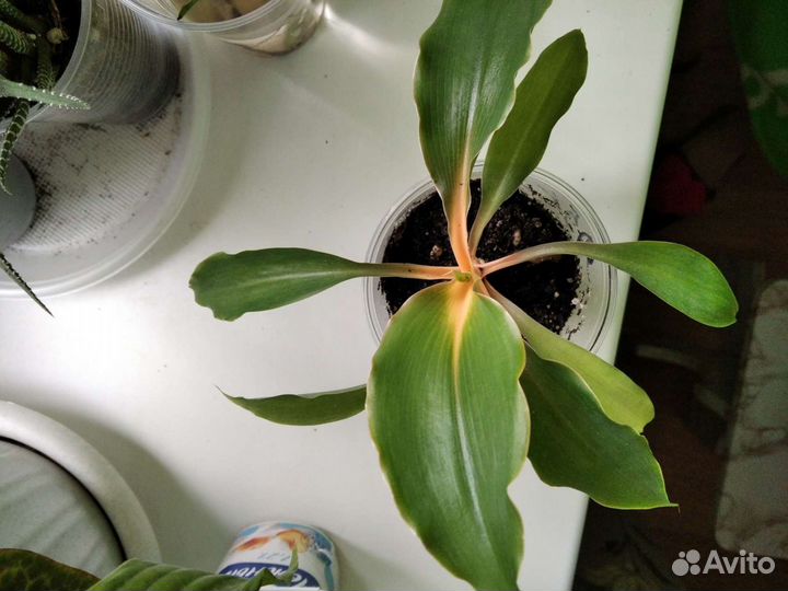 Хлорофитум оранжевый